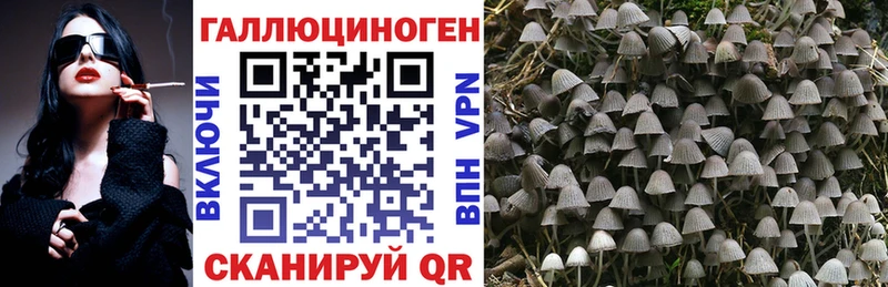 Галлюциногенные грибы Psilocybe Новоржев